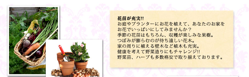 花苗が充実!!お庭やプランターにお花を植えて、あなたのお家をお花でいっぱいにしてみませんか?季節の花苗はもちろん、収穫が楽しみな果樹。つぼみが膨らむのが待ち遠しい花木。家の周りに植える壁木など植木も充実。健康を考えて野菜造りにもチャレンジ!!野菜苗、ハーブも多数格安で取り揃えております。