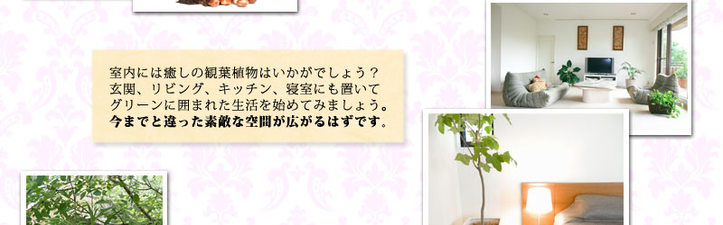 室内には癒しの観葉植物はいかがでしょう?玄関、リビング、キッチン、寝室にも置いてグリーンに囲まれた生活を始めてみましょう。今までと違った素敵な空間が広がるはずです。